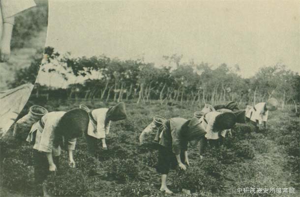 大溪郡龍潭地方の茶摘